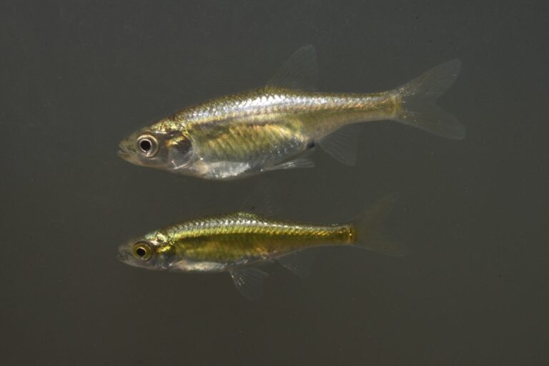 カワバタモロコ