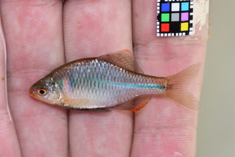 カゼトゲタナゴ