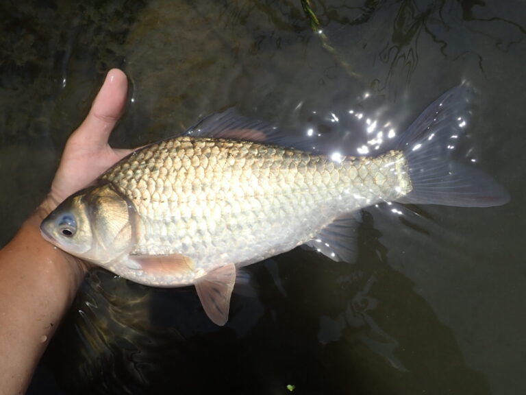 ゲンゴロウブナ